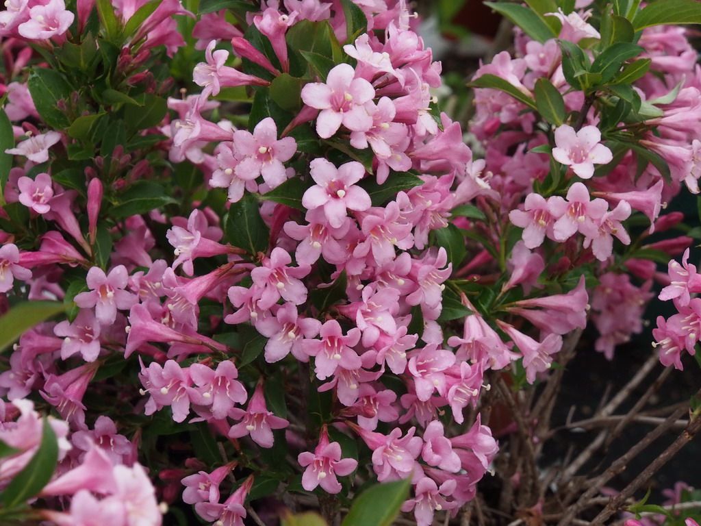 Weigela florida 'Pink Poppet'